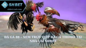 Đá gà 88