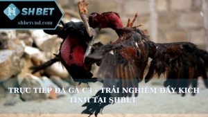 Trực tiếp đá gà C3